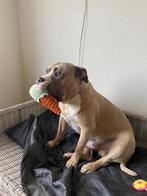 Gouden mandje gezocht, 6 jaar of ouder, Reu, Eén hond, Nederland