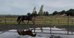 Nrps ( fok) merrie, Dieren en Toebehoren, Pony's, Merrie, Dressuurpony, Niet van toepassing, 7 tot 10 jaar