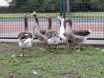 5 boerenganzen, Dieren en Toebehoren, Pluimvee