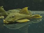 L200 green phantom pleco, Vis, Zoetwatervis