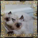 Brits Perzische kittens.  Colourpoint.  Brits Pers kittens, Dieren en Toebehoren, Katten en Kittens | Raskatten | Langhaar, Meerdere dieren