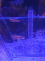 Tweepunts Zwijnslipvissen (Bodianus Bimaculatus) (KOPPEL), Dieren en Toebehoren, Ophalen, Gevuld zeewateraquarium