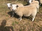 Te koop: 2 mooie swifter ooilammeren, Vrouwelijk, Schaap, 0 tot 2 jaar
