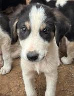 Woo – een vrolijke ontdekkingsreiziger, Dieren en Toebehoren, Honden | Niet-rashonden, Particulier, Rabiës (hondsdolheid), Reu