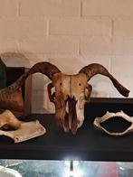 Schedel schaap met hoorns, Ophalen of Verzenden, Gebruikt, Boerderijdier, Schedel