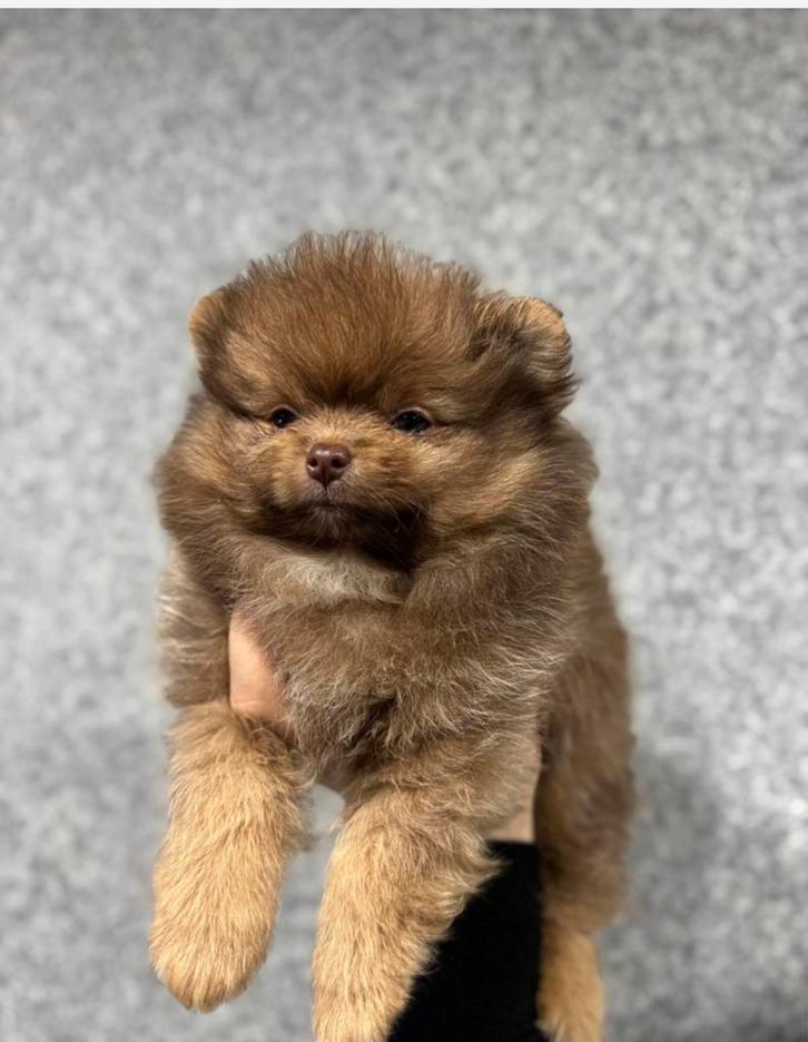 Raszuivere mini pomeriaan pups( bear face ), Dieren en Toebehoren, Honden | Chihuahua's en Gezelschapshonden, Meerdere dieren
