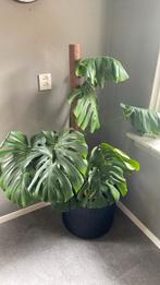 Monstera in pot, Huis en Inrichting, Overige soorten, 100 tot 150 cm, Halfschaduw, In pot