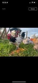 Gratis haan, Dieren en Toebehoren, Pluimvee, Mannelijk, Kip
