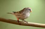 Te koop Kleine Agaat Cabaret Barmsijs pop, Dieren en Toebehoren, Vogels | Overige Vogels, Vrouwelijk, Wildzangvogel, Geringd
