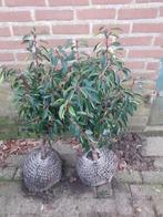 Portugese laurier | Glansmispel | Taxus, Ophalen, Laurier, Struik, Minder dan 100 cm