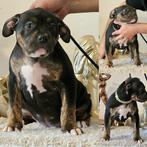 American bully  pups, Nederland, Overige rassen, Meerdere, Meerdere dieren