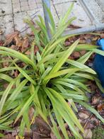 Prachtige Cymbidium Orchidee met Knoppen, Tuin en Terras, Planten | Tuinplanten, Vaste plant, Halfschaduw, Herfst, Ophalen