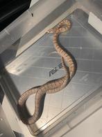 Mooie mannelijke Rattenslangen!, Dieren en Toebehoren, Reptielen en Amfibieën, Slang, 0 tot 2 jaar