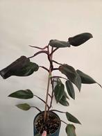 Philodendron pink princess, Ophalen of Verzenden, Overige soorten, Minder dan 100 cm