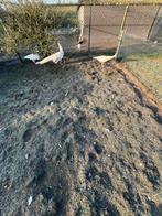 Kweektrio  volwassen witte pauwen, Dieren en Toebehoren, Pluimvee, Meerdere dieren, Overige soorten