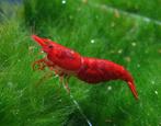 Bloody Mary garnaal High grade, Kreeft, Krab of Garnaal, Zoetwatervis