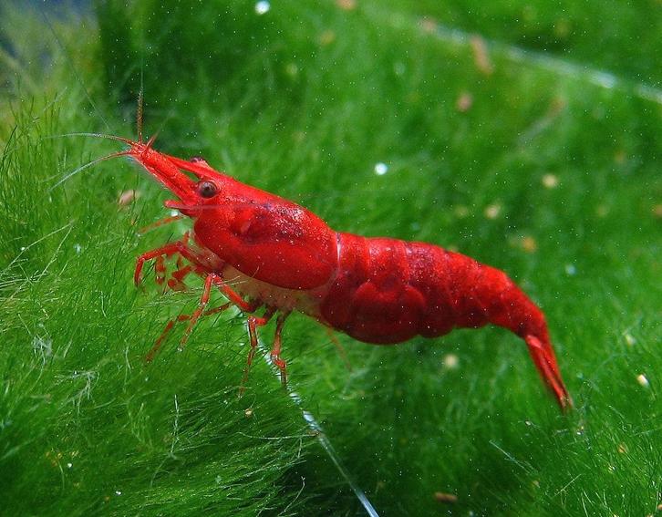 Bloody Mary garnaal High grade, Dieren en Toebehoren, Vissen | Aquariumvissen, Zoetwatervis, Kreeft, Krab of Garnaal