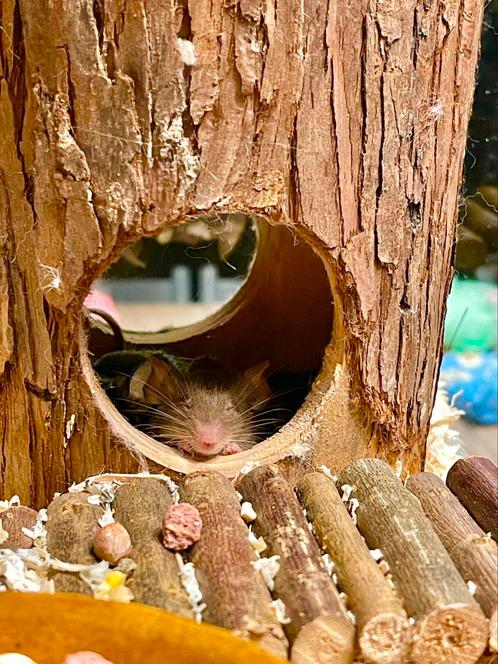 🩷 Hele lieve jonge tamme kleurmuisjes beschikbaar 🐭🩷, Dieren en Toebehoren, Knaagdieren, Meerdere dieren, Muis, Na 1 juli 2024