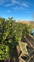 Laurier struiken, Tuin en Terras, Ophalen, Halfschaduw, Overige soorten, Lente