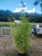 Phyllostachys bisseti bamboe, Tuin en Terras, Planten | Struiken en Hagen, Ophalen, Bamboe, 100 tot 250 cm