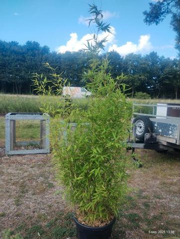 Phyllostachys bisseti bamboe beschikbaar voor biedingen