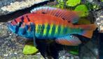ik zoek een Haplochromis nyererei, Dieren en Toebehoren, Vissen | Aquariumvissen, Vis