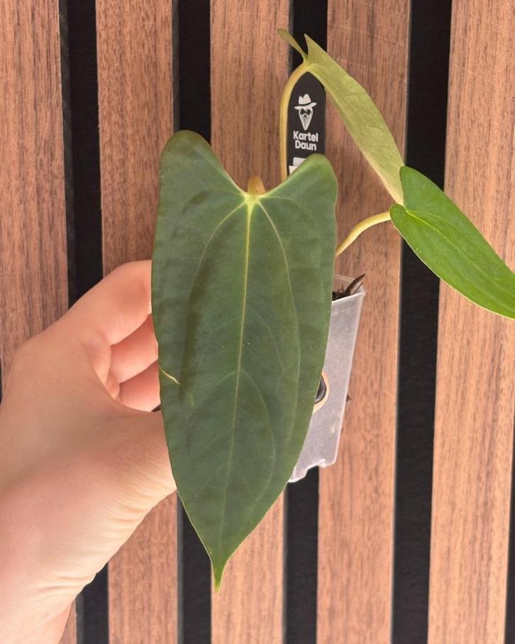 Anthurium Fort Sherman x (AOS x BVEP) by Kartel Daun, Huis en Inrichting, Kamerplanten, Minder dan 100 cm, Halfschaduw, Ophalen of Verzenden