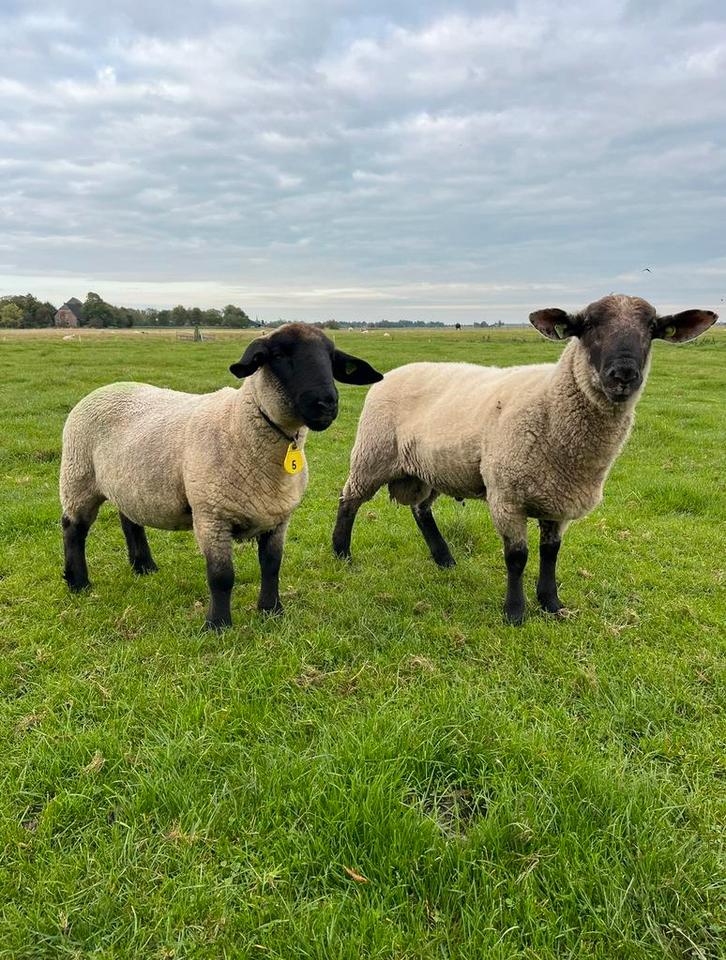 Suffolk, Dieren en Toebehoren, Schapen, Geiten en Varkens, Schaap, Mannelijk, 0 tot 2 jaar