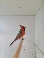 1-1 rode kardinalen, Dieren en Toebehoren, Vogels | Overige Vogels, Meerdere dieren, Geringd