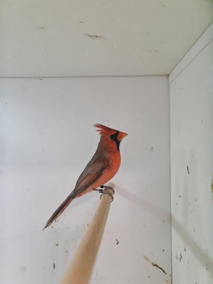 1-1 rode kardinalen, Dieren en Toebehoren, Vogels | Overige Vogels, Meerdere dieren, Geringd