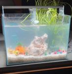 Superfish Scaper 45 (45L) ZEER COMPLEET!, Ophalen, Zo goed als nieuw, Leeg aquarium