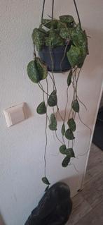 Hoya imbricata, Ophalen of Verzenden, Halfschaduw, Minder dan 100 cm