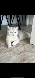 Britse korthaar, Dieren en Toebehoren, Poes, Gechipt, 3 tot 5 jaar