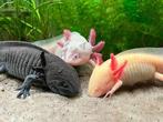 3 axolotl combo, Dieren en Toebehoren, Slang