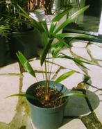 Trachycarpus fortunei palmen, Ophalen of Verzenden, Bloeit niet, Overige soorten, Halfschaduw