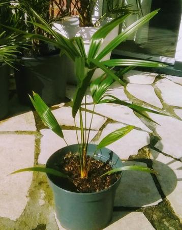 Trachycarpus fortunei palmen  beschikbaar voor biedingen