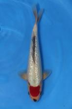 Ginrin Tancho Goshiki Kawakami, Dieren en Toebehoren, Vissen | Vijvervissen, Karper of Koi