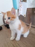 Kruising Noorse Boskat x huiskat, Dieren en Toebehoren, Katten en Kittens | Raskatten | Langhaar, Meerdere dieren