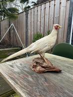 Opgezette vogel taxidermie mancave, Ophalen of Verzenden, Zo goed als nieuw, Vogel, Opgezet dier