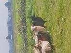 Diverse racka dek rammen tekoop  van dit  jaar, Dieren en Toebehoren, Schapen, Geiten en Varkens, Mannelijk, Schaap