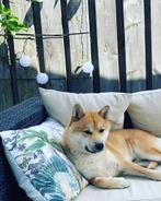 Shiba Inu - mannetje - 5 jaar, Dieren en Toebehoren, België, Particulier, Rabiës (hondsdolheid), Eén hond