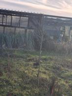 Gratis af te halen: Stekelboompje, frambozen, boompje, Ophalen, Volle zon, Overige soorten, Minder dan 100 cm