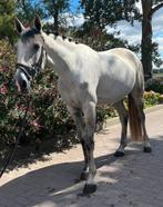 Buitenkans! Mooie en lieve 6 jarige merrie (projectpaard), Dieren en Toebehoren, Paarden, Minder dan 160 cm, 3 tot 6 jaar, Recreatiepaard