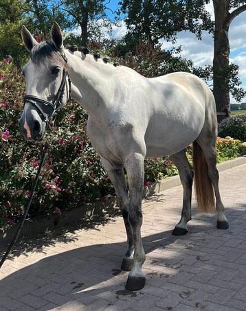 Buitenkans! Mooie en lieve 6 jarige merrie (projectpaard) beschikbaar voor biedingen