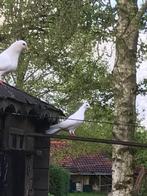 witte duifjes, Dieren en Toebehoren, Vogels | Duiven, Overige soorten, Meerdere dieren