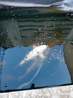 8 koi karpers, Dieren en Toebehoren