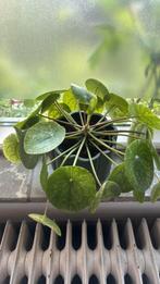 Pilea mojito stekjes - pannenkoek plant, Huis en Inrichting, Kamerplanten, Ophalen, Overige soorten, Halfschaduw, Minder dan 100 cm