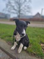 Bordercollie pups met stamboom