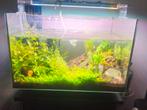 High-Tech aquarium 65L makkelijk onderhoud! Garnalenblauw, Dieren en Toebehoren, Vissen | Aquariumvissen, Vis
