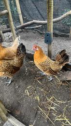 Friese Hoen legkippen, Vrouwelijk, Kip